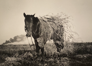 Georgi Zelma Battle of Stalingrad (Camouflaged horse with limbs of bushes attached) 1942 Vintage gelatin silver print mounted on board 