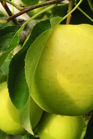 apple_on_tree