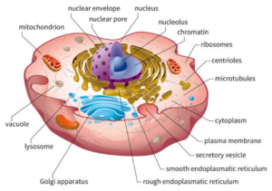 Eukaryotic cell diagram, vector illustration, text on own layer