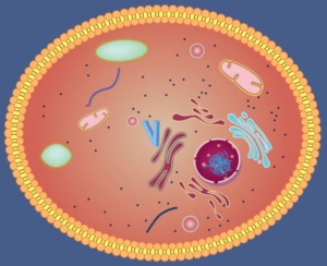Eukaryotic cell diagram, top view of inside structures