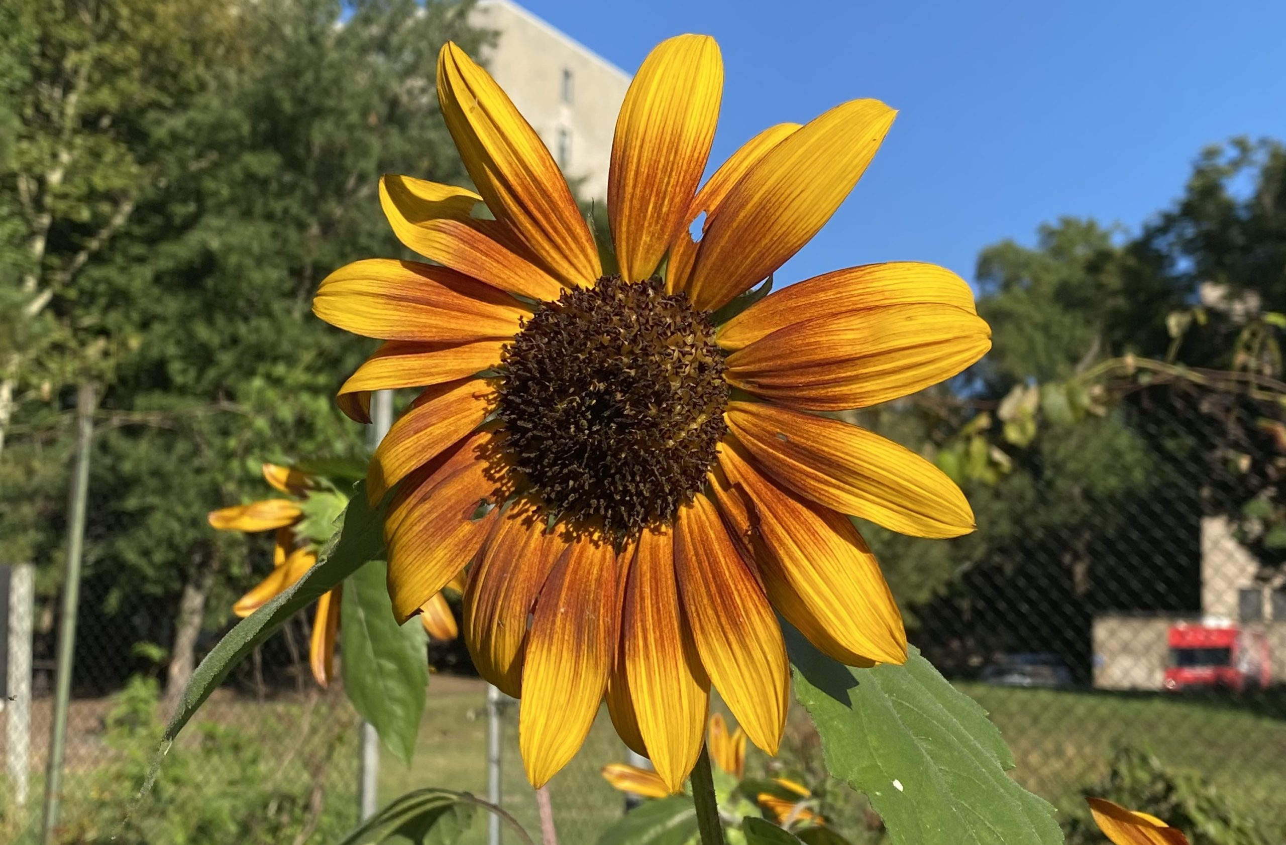 Sunflower in bloom, Summer 2021