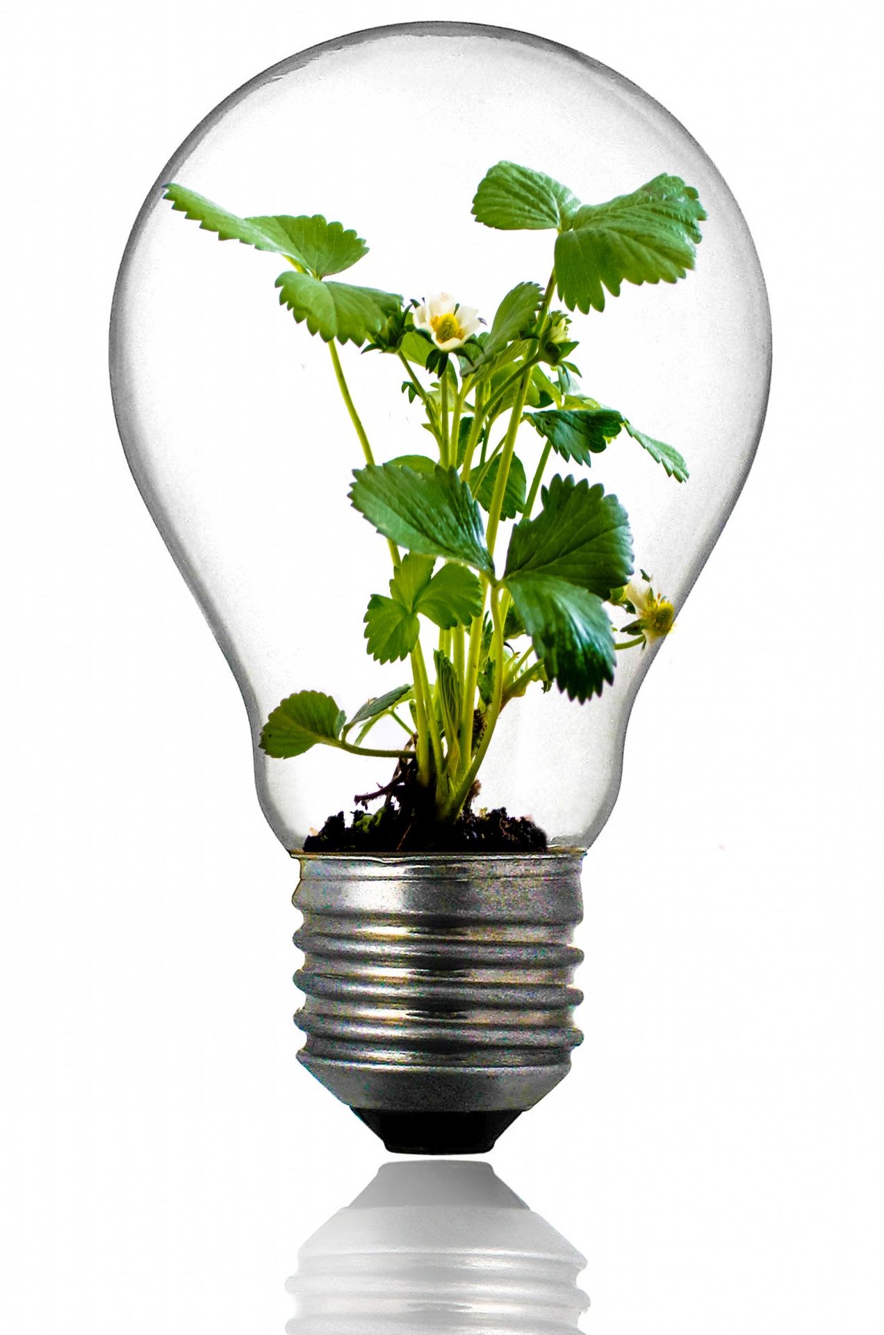 A picture of a plant in a light bulb