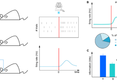 Head-Fixed Setup for Combined Behavior, Electrophysiology, and Optogenetics