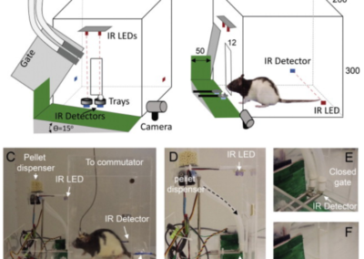 An automated behavioral box to assess forelimb function in rats