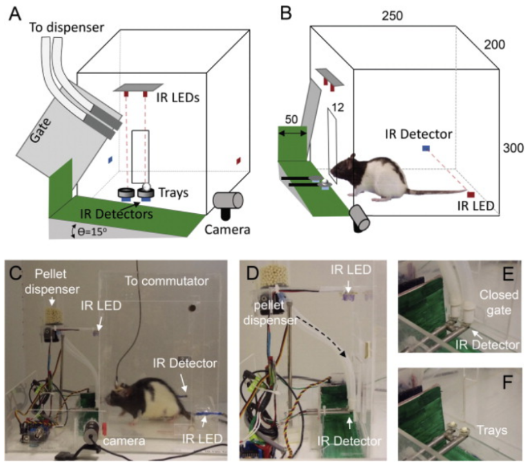 An automated behavioral box to assess forelimb function in rats-1