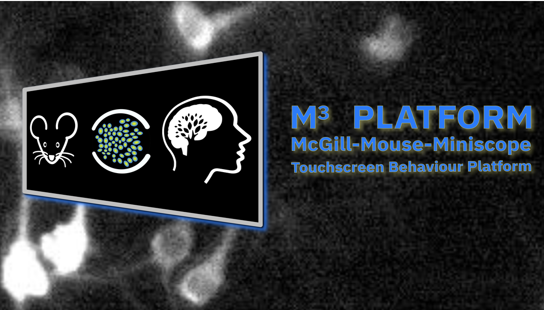 M3 Platform: The McGill-Mouse-Miniscope Touchscreen Behavior Platform