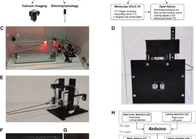 Application of 3D Printing Technology to Produce Hippocampal Customized Guide Cannulas