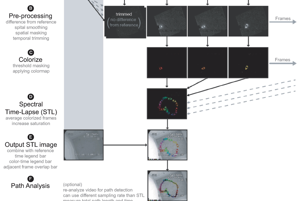 Quantifying Animal Movement from Pre-recorded Videos