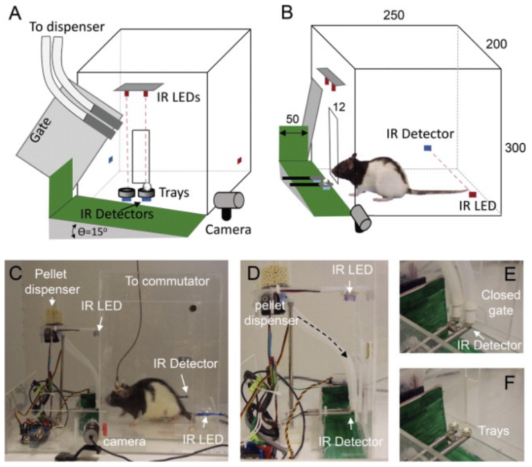 An automated behavioral box to assess forelimb function in rats