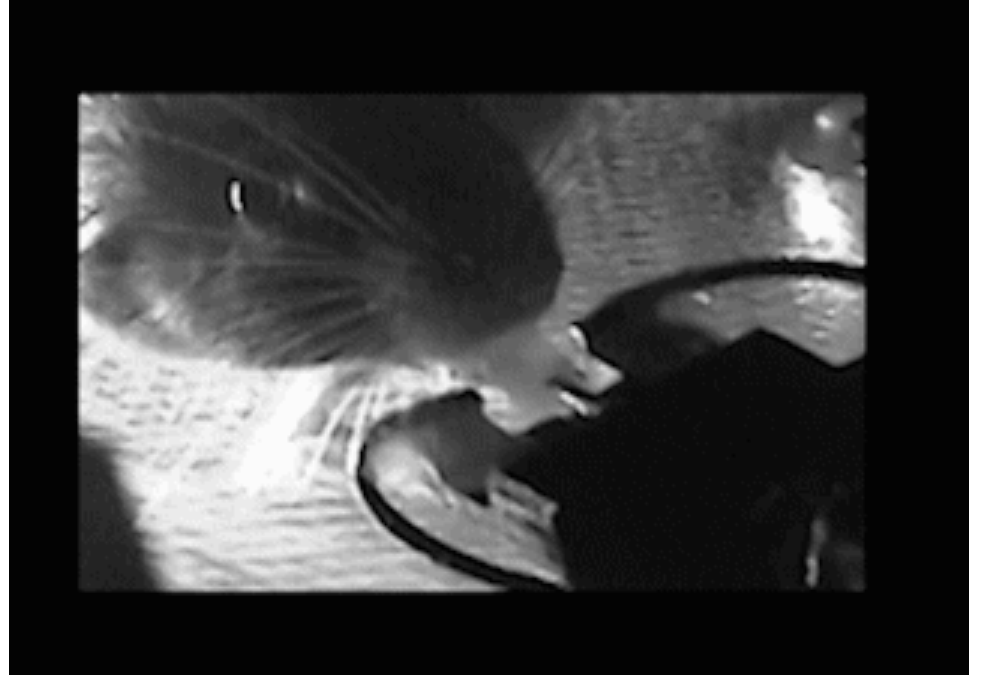 Feldman Lab Lickometer