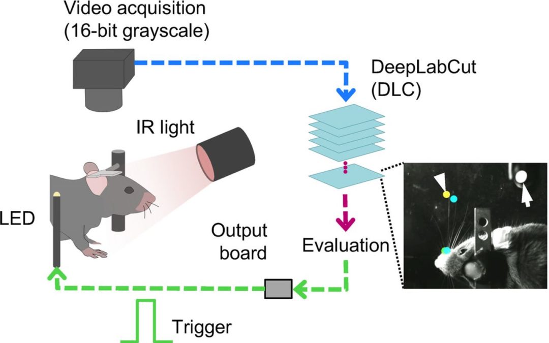 Real-Time Closed-Loop Feedback in Behavioral Time Scales Using DeepLabCut