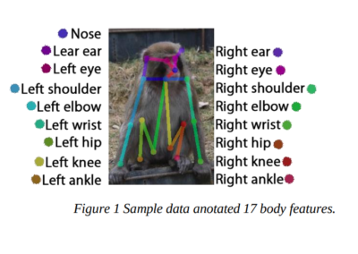 Multiple Monkey Pose Estimation with OpenPose