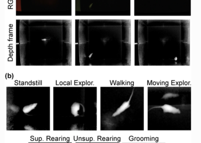 CaT-z: 3D Tracking and Automatic Classification of Rodent Behavior