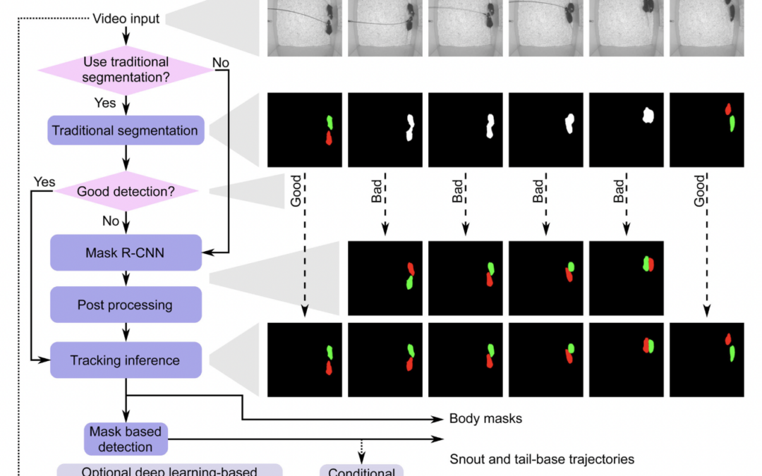 Markerless Mouse Tracking for Social Experiments