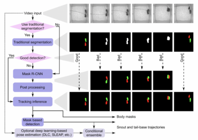 Markerless Mouse Tracking for Social Experiments