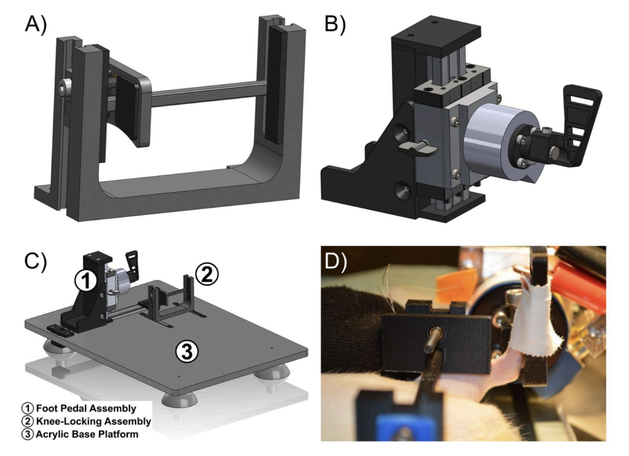 3D-printed Hindlimb Stabilization Apparatus